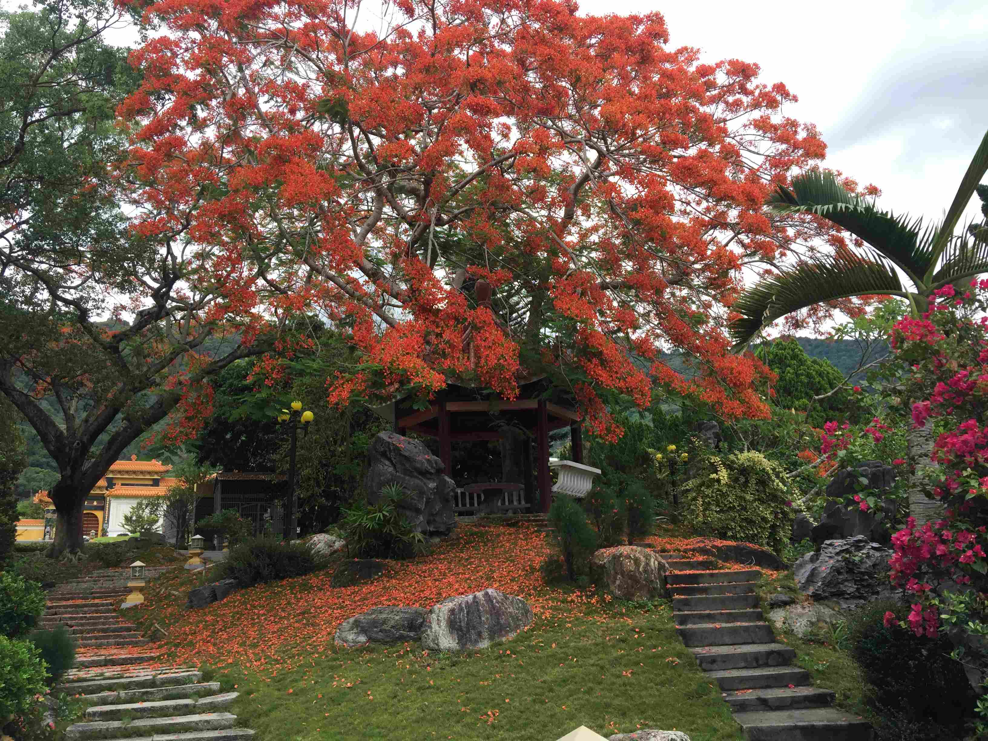 妙通寺----仲夏